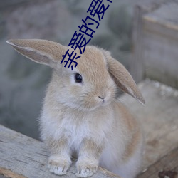 亲爱的爱情