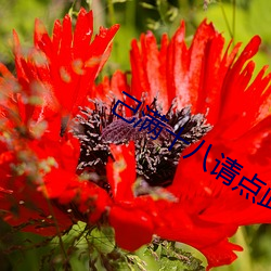 己满十八请点此
