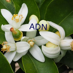 ADN