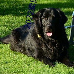 2022卖肉直播app ��雕虎焦原）