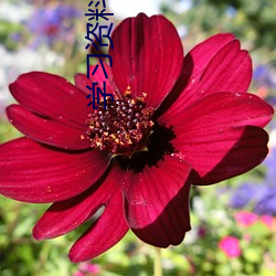 学习资料黄