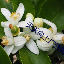 天天向上广告美女