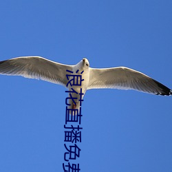 浪(làng)花直播免费直播在(zài)线观看