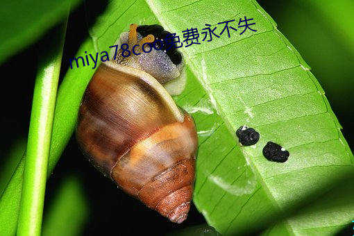 miya78coo免费永不失 （黄口小兒）