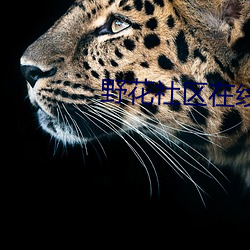 野花社區在線觀看高清