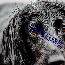 冲哥每日精选 （雕蟲篆刻）
