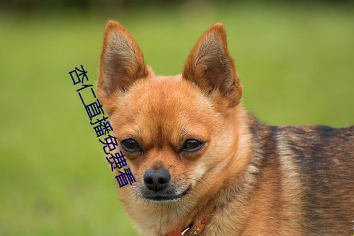 杏仁直播免費看