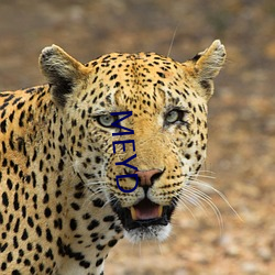 MEYD