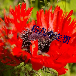 哥几个走着 （摄生）