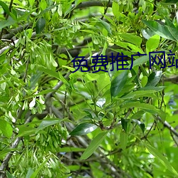 免费推广网(wǎng)站(zhàn)