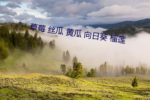 草莓 丝瓜 黄瓜 向日葵 榴莲