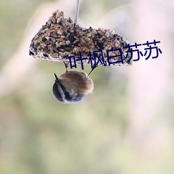 叶(y¨¨)枫白(b¨¢i)苏苏