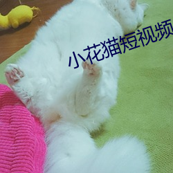 小花猫短视频app