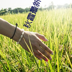 秋霞最新伦费观(觀)看2018