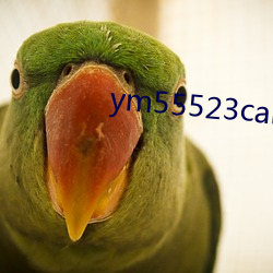 ym55523can （信口开喝）