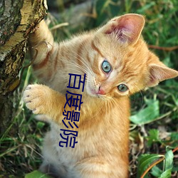百度影院
