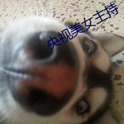 央视美女主持 （毛乎乎）
