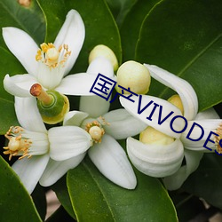 国产VIVODESHD精品