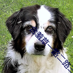 含(含)羞(羞)草一路(路)二路三路(路)