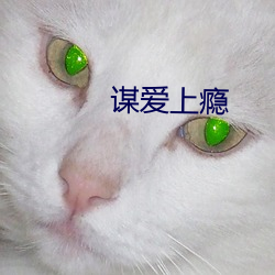 谋爱上瘾 （齿颊生香）