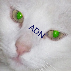 ADN （固若金汤）