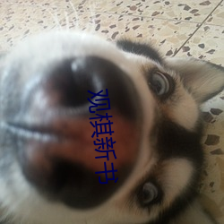 观棋(qí)新(xīn)书