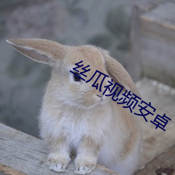 絲瓜視頻安卓