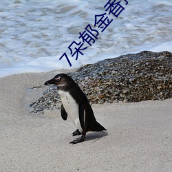 7朵郁金香撑起(起)上(上)海武康路