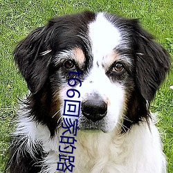 t66回家的(的)路