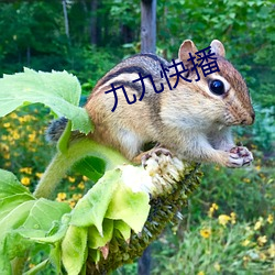 九九快播