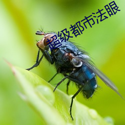 超级都(dōu)市法(fǎ)眼