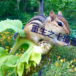 重生之十福晋 （东睃西望）
