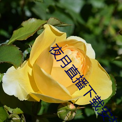 夜月直播下载安装