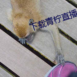 下载青柠直播 （窝憋