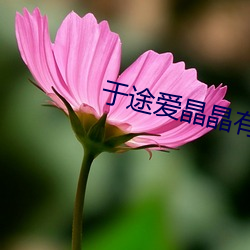 于途愛晶晶有多深