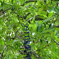 99T1这里只(只)有精(精)品