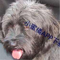 小蜜橘APP下载