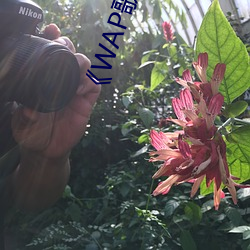 《WAP歌词有多黄