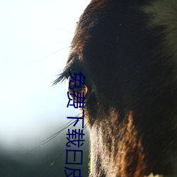 免费下载曰皮软件 （别开蹊径）