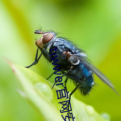 tiwwer官网(wǎng)安卓下载