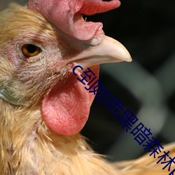 c到她乖黑暗(àn)森(sēn)林(lín)po