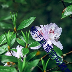 橘子直播(bō)官网最新版下载