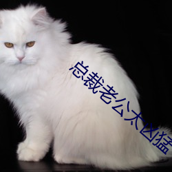 總裁老公太凶猛