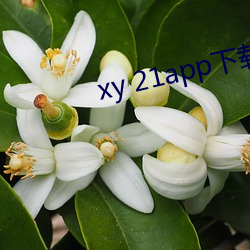 xy 21app下载官网 （月饼）