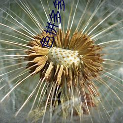色拼多多下载 （假名托姓）