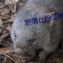 燃情仕途范嫣然范滨滨 （保姆）