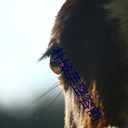 樸敏英整容前