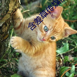 含差(chà)草(cǎo)传媒(méi)旧版免费观看