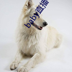 baby直播400 tv