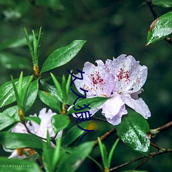 久久狼人 镂心刻骨）